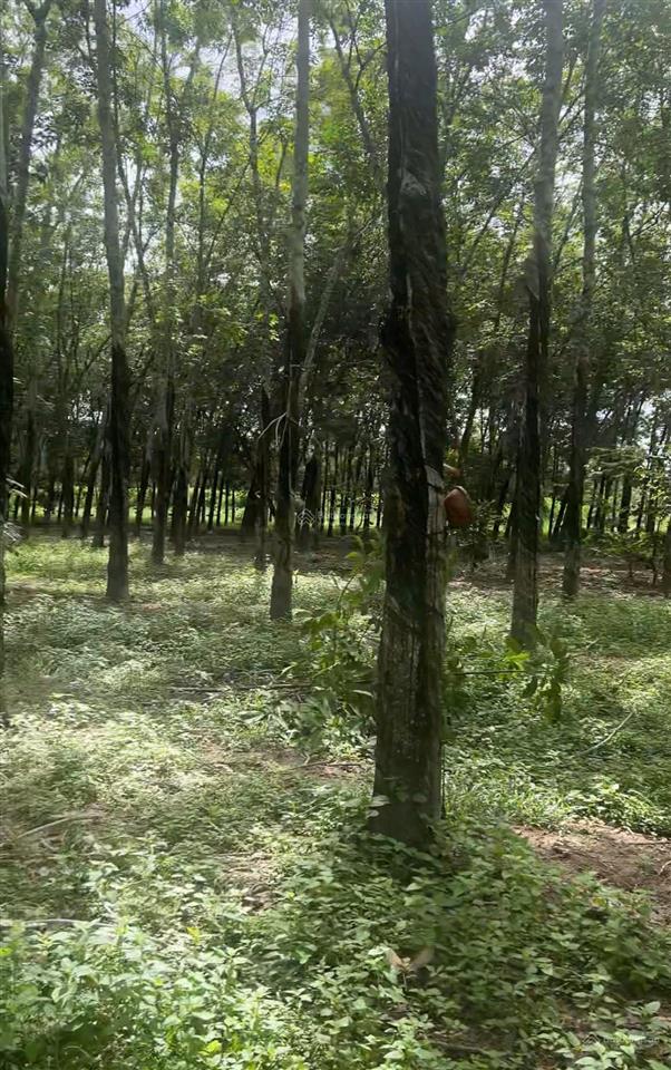 Chính chủ cần bán 10,650m2 có sẵn 400 m2 thổ cư giảm 3 tỷ về 12 tỷ  xã hưng thuận, tây ninh