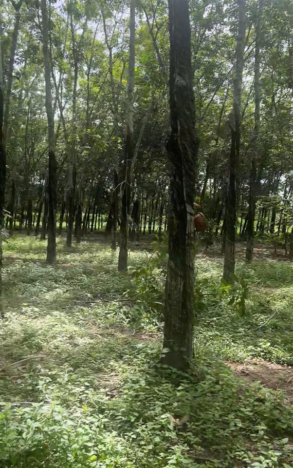 Chính chủ cần bán 10,650m2 có sẵn 400 m2 thổ cư giảm 3 tỷ về 12 tỷ  xã hưng thuận, tây ninh