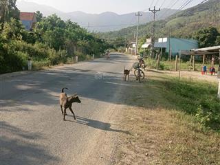 Bán đất mặt tiền dt651e thôn xuân ninh,xuân sơn 1.811,2m² đất ở, ngang 39m , giá 8,5tr/m²