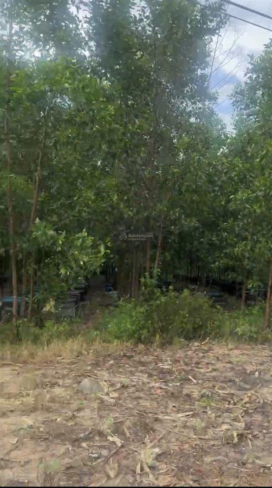 Bán đất 3,3 hecta chính chủ tại tân đức, hàm tân, bình thuận