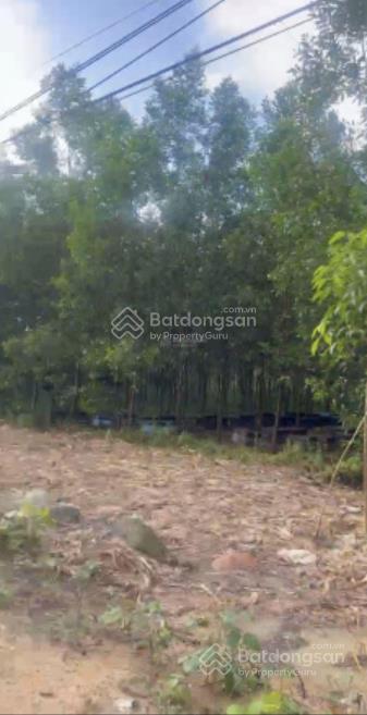 Bán đất 3,3 hecta chính chủ tại tân đức, hàm tân, bình thuận