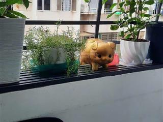 Chung cư nguyễn tri phương, p8, q5, 70m2, 2pn, 1wc, lầu 4, thang bộ, 9tr/th.