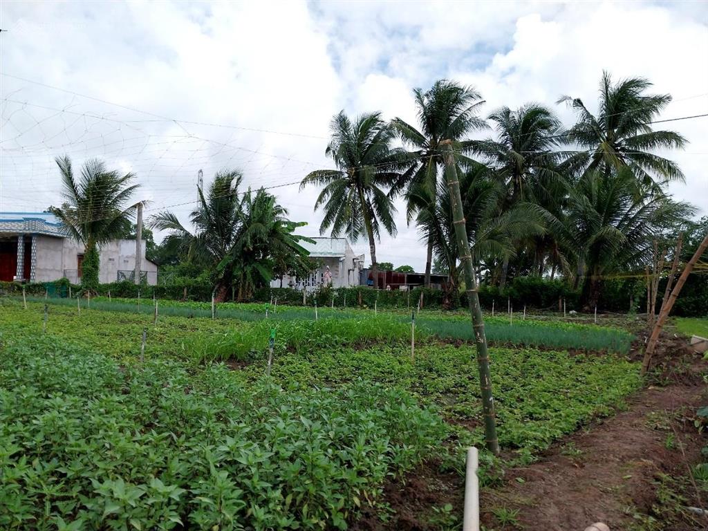 Đất 2 thổ cư mặt tiền đường tây bắc, mỹ lộc, tây ninh