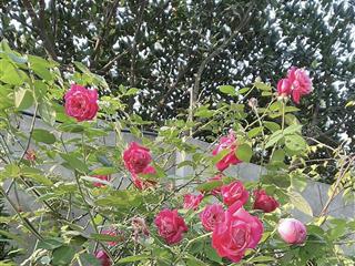 Bán nhà vườn đẹp 514 m2 chính chủ tại sài sơn, quốc oai, hà nội, giá 20 tỉ.