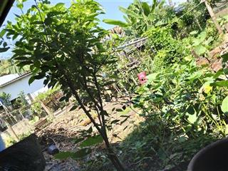 Bán nhà riêng tại quốc lộ 57, chợ lách, bến tre, 4,5 tỷ, 458 m2, giá cực chất