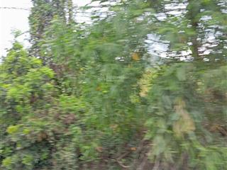 Bán đất thôn xuân thọ, xuân sơn 119,7m² đất ở, mặt tiền bê tông 4m, ngang 5m chỉ 5 triệu/m²