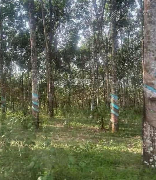 Bán đất tại đt755, 28.2 tỷ, 24854 m2, phù hợp kinh doanh
