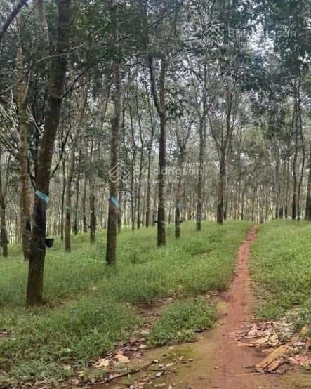 Bán đất tại đt755, 28.2 tỷ, 24854 m2, phù hợp kinh doanh
