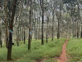 Bán đất tại đt755, 28.2 tỷ, 24854 m2, phù hợp kinh doanh