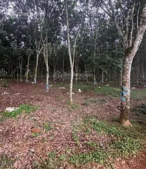 Bán đất tại đt755, 28.2 tỷ, 24854 m2, phù hợp kinh doanh