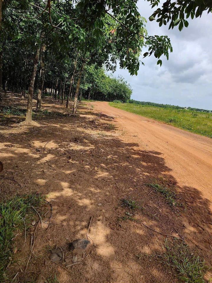 Bán đất tại đt 755, đoàn kết, bù đăng, bình phước, 36,2 tỷ, 28675 m2