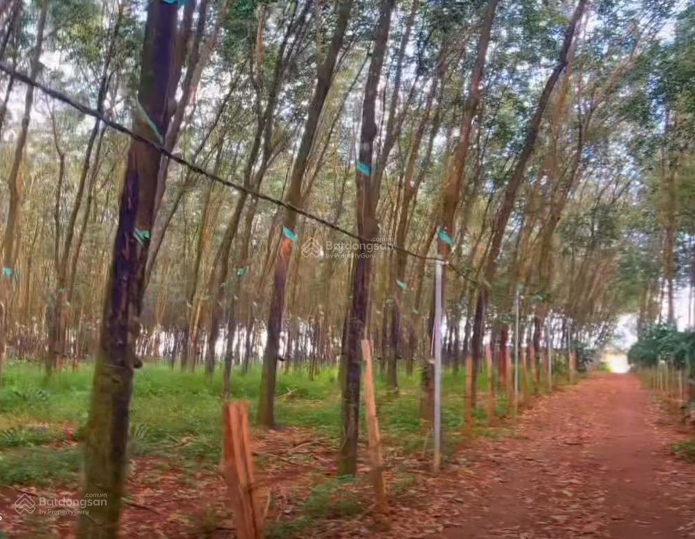 Bán đất tại đt 755, đoàn kết, bù đăng, bình phước, 36,2 tỷ, 28675 m2