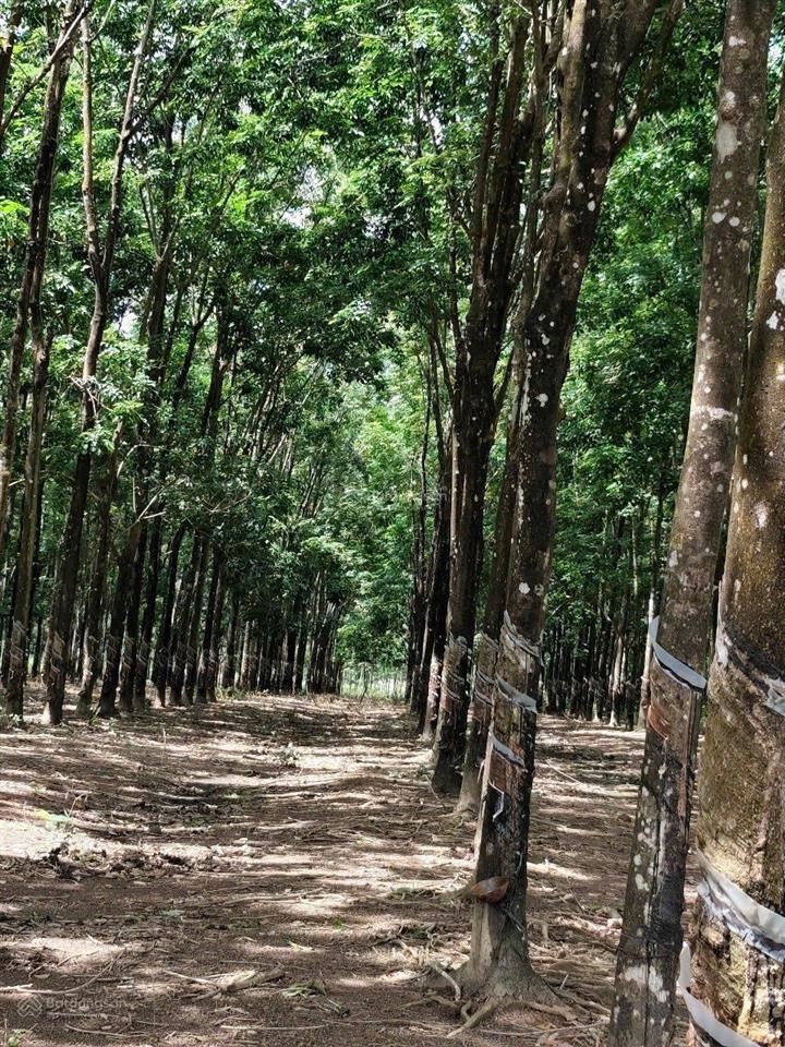 Bán đất tại đt 755, đoàn kết, bù đăng, bình phước, 36,2 tỷ, 28675 m2