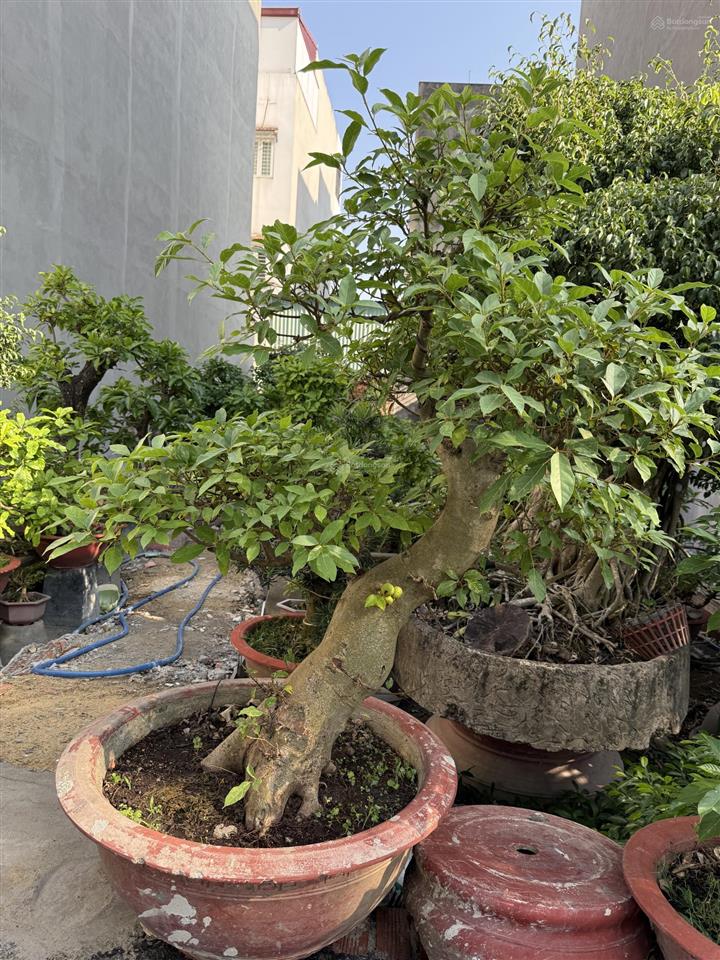 Đất bv trung mỹ tây q12 đường 10m 84m shr vuông nhỉnh 5 tỷ