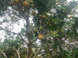 Chính chủ cần bán miếng đất diện tích 2300m2