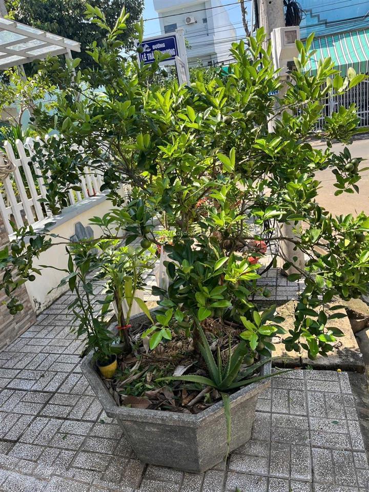 Bán nhà riêng tại đường số 8, bình khánh, long xuyên, an giang, 6,5 tỷ, 144m2 (căn góc 2 mặt tiền)