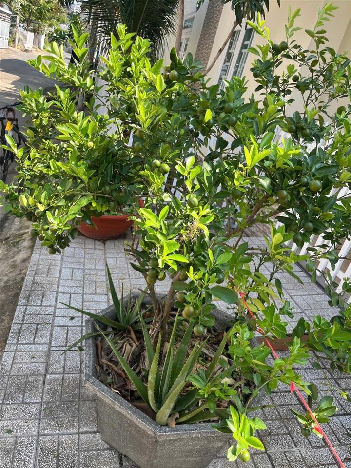 Bán nhà riêng tại đường số 8, bình khánh, long xuyên, an giang, 6,5 tỷ, 144m2 (căn góc 2 mặt tiền)