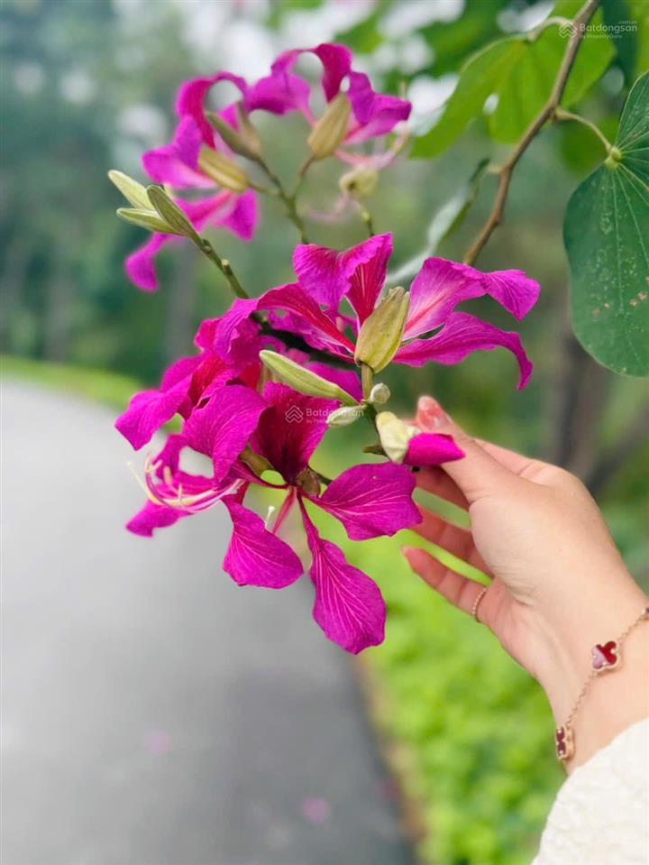 Bán bt tại thanh xuân valley, 24 tỷ vnd, 252m2, 5pn, 3wc, hàng hiếm, giá siêu hời