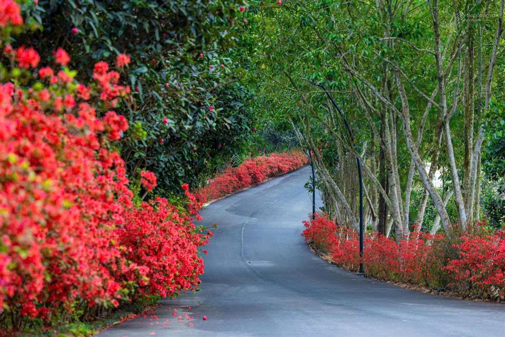 Bán bt tại thanh xuân valley, 24 tỷ vnd, 252m2, 5pn, 3wc, hàng hiếm, giá siêu hời