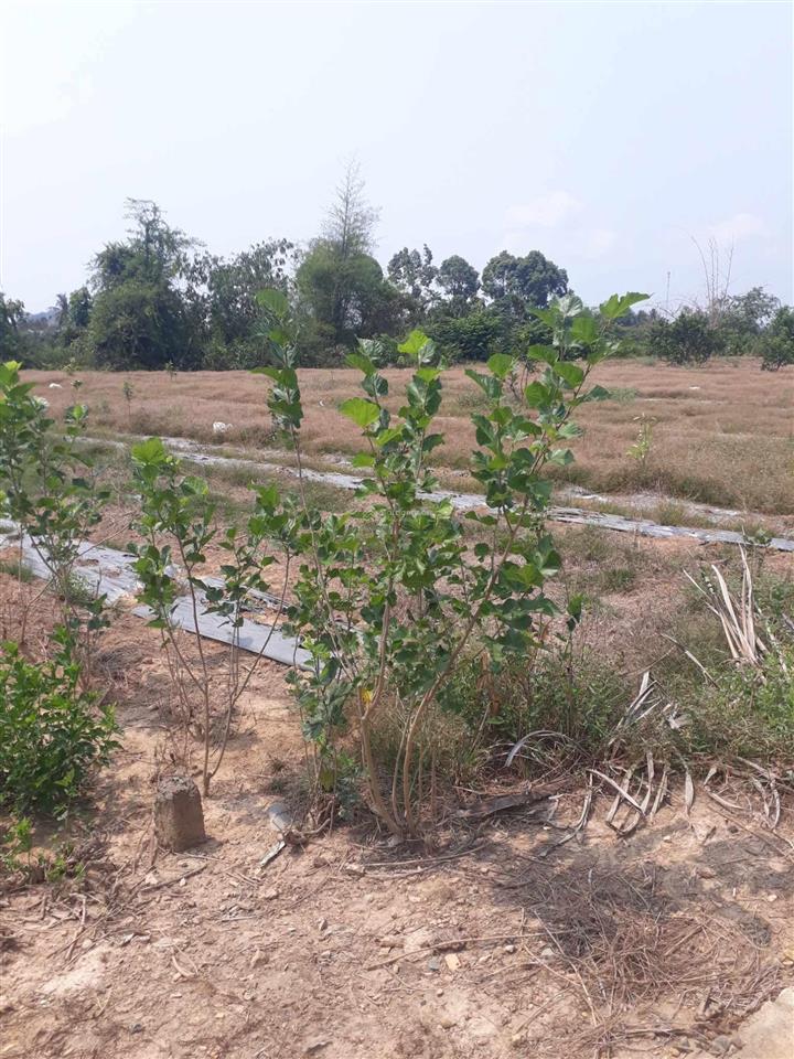 Thanh lý gấp lô đất daklua ,đồng nai