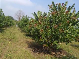 Chính chủ bán gấp ~ gần 4 sào đất  xã bảo quang, tp long khánh, đồng nai