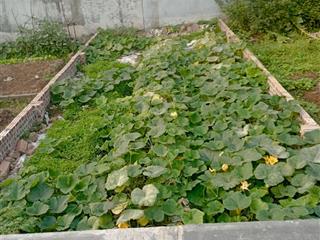 Chỉ 3 tỷ ,sở hữu lô đất đẹp diện tích 42m tại lê xá, mai lâm, đông anh, hà nội.