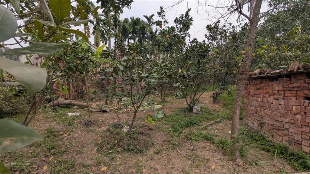 Chính chủ bán đất căn góc, mặt tiền trên 10m  sổ đỏ chính chủ full thổ cư gần sân bay nội bài