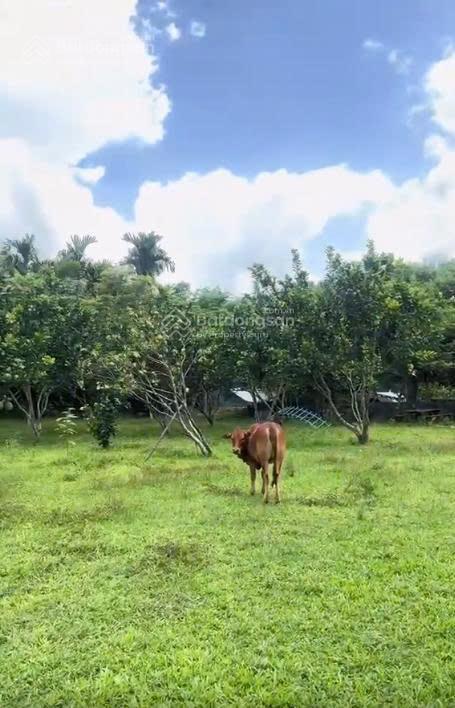 Cực hiếm! chính chủ bán đất vườn hòa phú view suối 2.234m²  nở hậu, vườn sẵn, làm farm