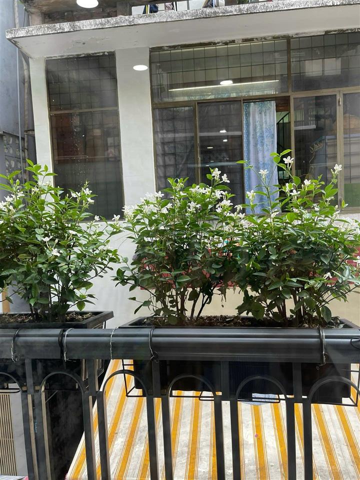 Siêu ngon ! khu dân cư võ văn tần p5 q3. diện tích 4,5m x 12m 3t 3pn. giá chỉ 12,5 tỷ