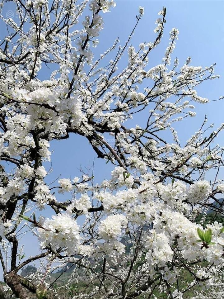 Mặt đường văn cao cần bán ....