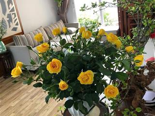 Bán căn hộ chung cư golden palace, 85 triệu/ m2, 117.6 m2 3 ngủ, hàng hiếm tại view đẹp