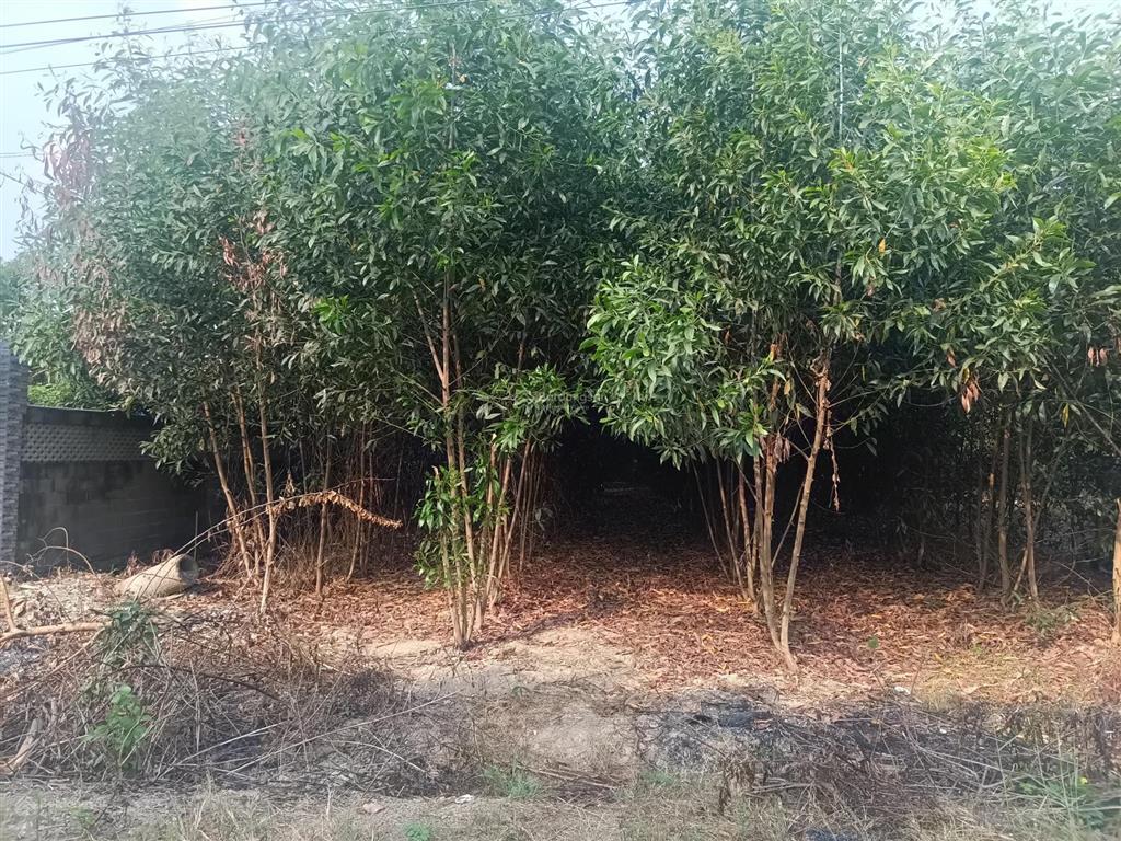 Bán nhà vườn sổ full hồng riêng 300m2 thổ cư, nhà mới, hồ bơi, ở được ngay, 5.5 tỷ phú lý, vĩnh cửu
