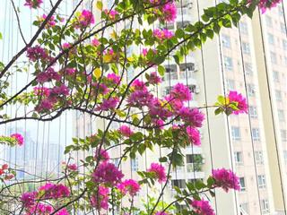 Bán căn hộ cao ốc an cư  an phú  quận 2 hcm