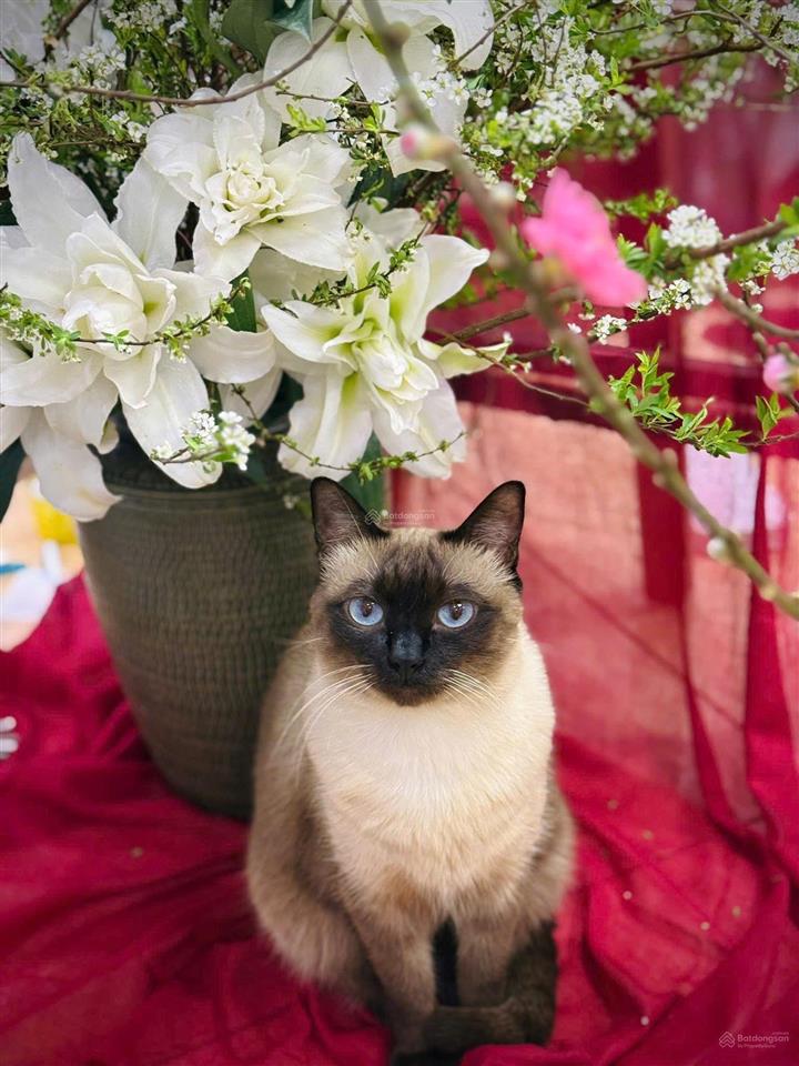 Bán gấp căn 2pn goldmark city  83m2 full nội thất cao cấp  sổ đỏ chính chủ  7 tỷ