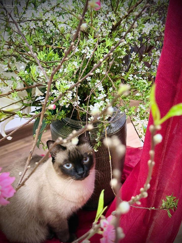 Siêu phẩm 3pn goldmark city 100m2  full nội thất cao cấp  sổ đỏ cất két  8.95 tỷ