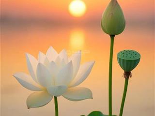 Booking ngay 50tr/ căn hộ tại csj tower gđ 2 ngay cạnh biển,nhanh tay kẻo lỡ giá cđt. 0909 271 ***