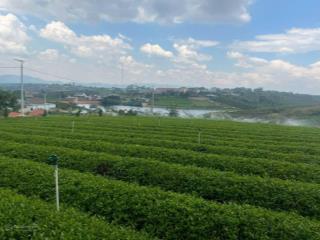 Xuất cảnh bán gấp  bán đất khúc thừa dụ 7403m²  37 tỷ