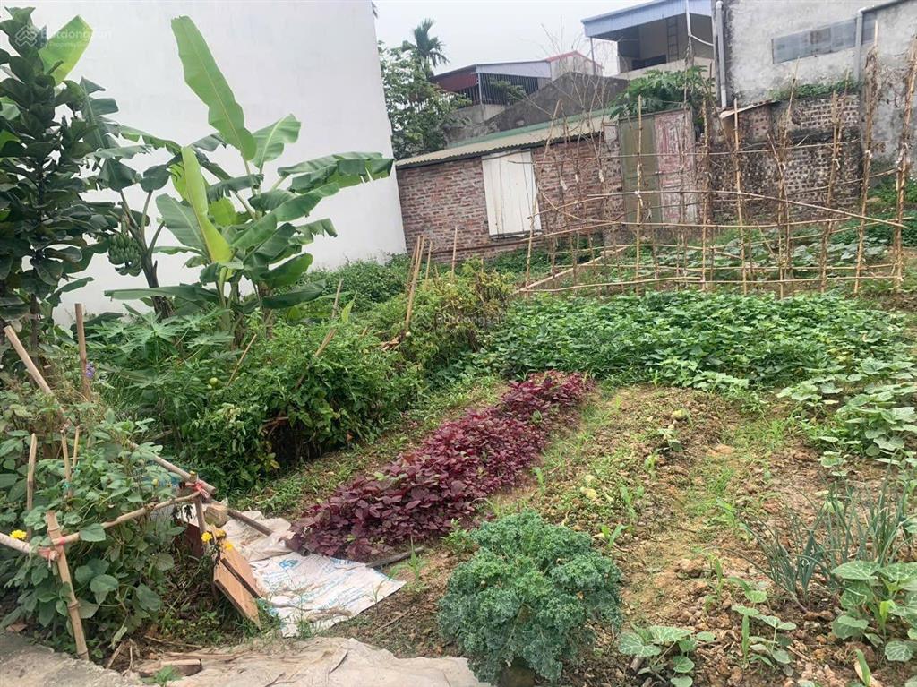 Bán lô đất vuông đẹp giá rẻ dt60,5m mt5,1m giá 1tỷ 980tr.giá 1tỷ 980tr.đông lai quang tiến.