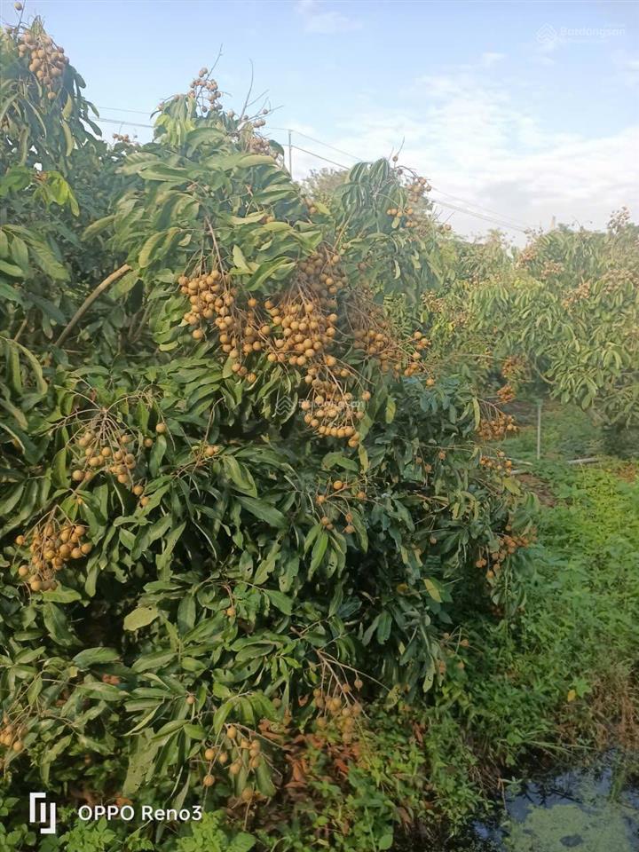 Mời tham quan 5,3 ha kdl "rừng sinh thái giữa đồng bằng" ngay vị trí trung tâm an giang (mới)  tl
