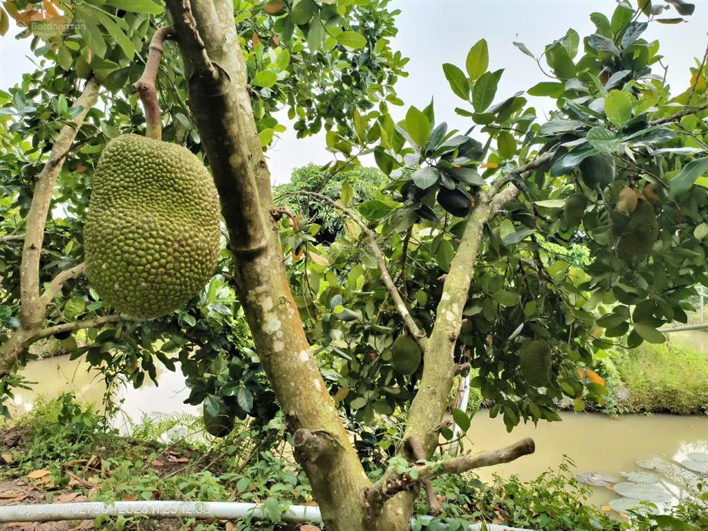 Mời tham quan 5,3 ha kdl "rừng sinh thái giữa đồng bằng" ngay vị trí trung tâm an giang (mới)  tl