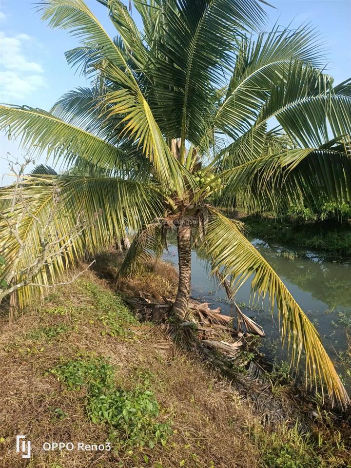 Mời tham quan 5,3 ha kdl "rừng sinh thái giữa đồng bằng" ngay vị trí trung tâm an giang (mới)  tl