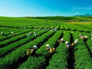 Xuất cảnh bán gấp  bán đất khúc thừa dụ 7403m²  37 tỷ