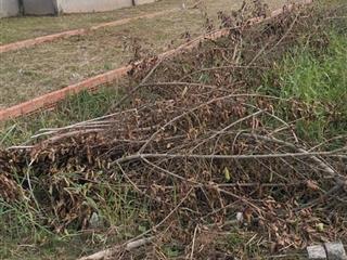 Chủ cần bán lô đất phước lâm cần giuộc diện tích 190m2 sổ hồng riêng giá 735 triệu full thổ