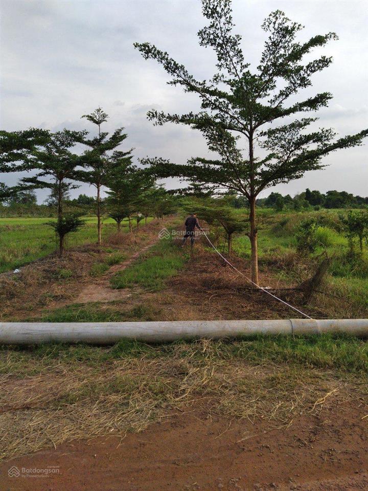 Bán 6.738 m2 mặt tiền đường nguyễn thị nà (đường 795), xã an nhơn tây, tp. hcm