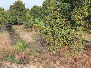 Bán 738m2 đất vườn đường đt 744 phường tây nam tp.hcm