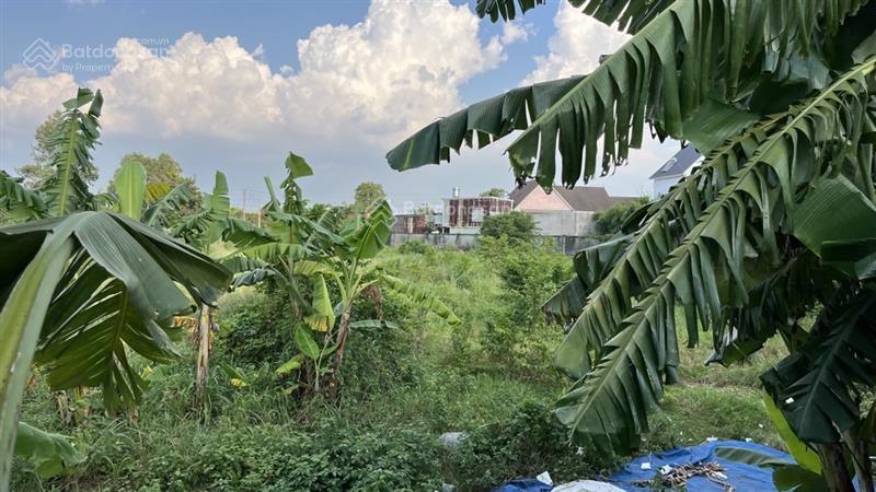 Đất 2 mt đường bình chuẩn 61 & 62 phường bình chuẩn tĩnh bình dương tp hcm dt 5000m(44*120) giá110