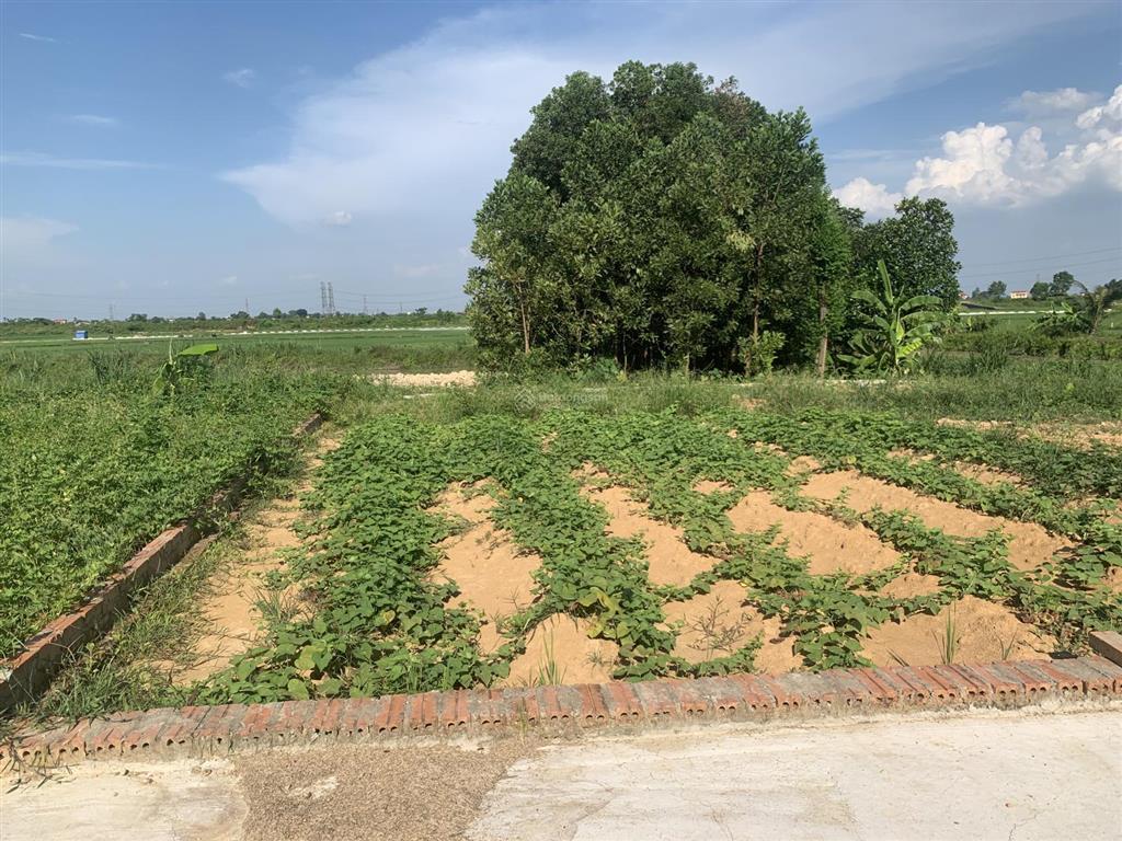 Đất sóc sơn3 mặt tiềnview hồ và cánh đồng thoáng mátgiá nhỉnh 1 tỷ