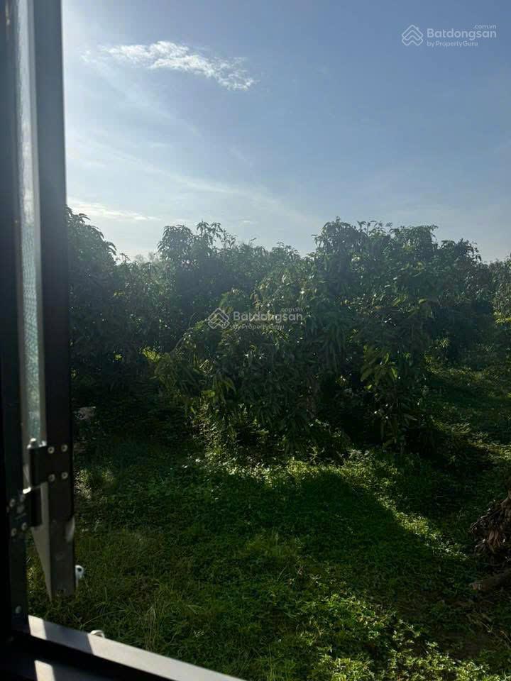 3.4 tỷ sở hữu ngay 2.500m²  nhà mới + vườn xoài đang thu   hoạch