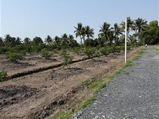 299tr/500m2 đất vườn, sổ sẵn, tại bến lức, long an, đang trồng chanh cho trái, đường ô tô tận nơi