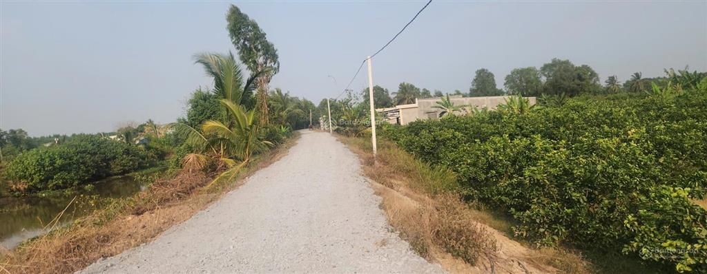299tr/500m2 đất vườn, sổ sẵn, tại bến lức, long an, đang trồng chanh cho trái, đường ô tô tận nơi